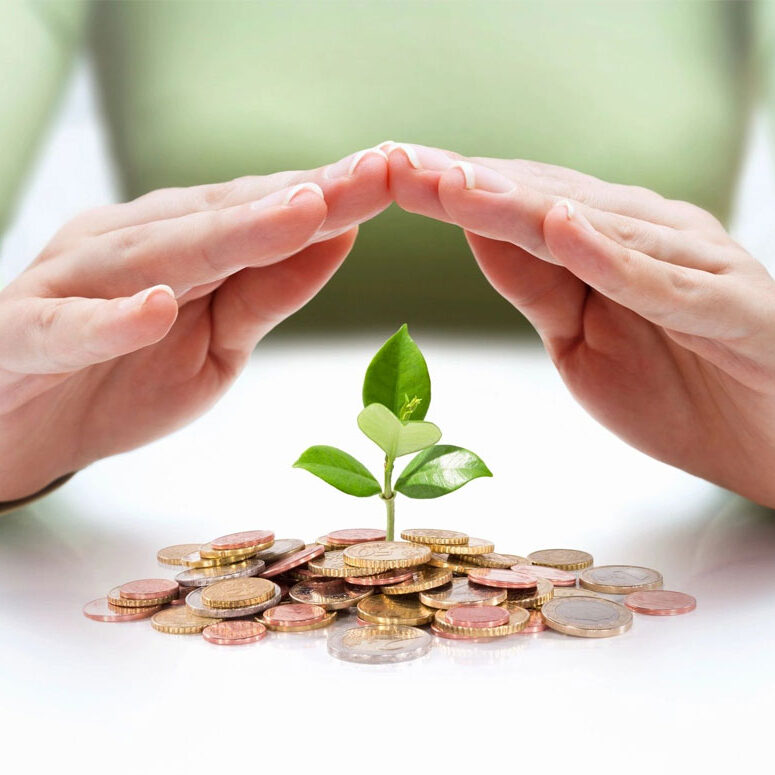 Hands protecting growing plant on coins.